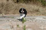 CAVALIER KING CHARLES 040